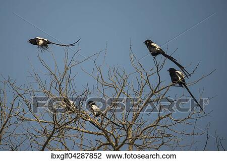 Elsterwurger (Urolestes melanoleucus) sitzen auf Baum und fliegend, Chitwa Chitwa, Sabi Sands Wildreservat, Mpumalanga, Sudafrika View Large Photo Image Stock Image - Elsterwurger (Urolestes melanoleucus) sitzen auf Baum und fliegend, Chitwa Chitwa, Sabi Sands Wildreservat, Mpumalanga, Sudafrika. Fotosearch