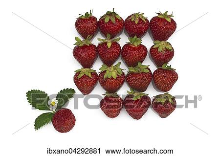 Erdbeeren (Fragaria), aufgereiht View Large Photo Image Stock Image - Erdbeeren (Fragaria), aufgereiht. Fotosearch