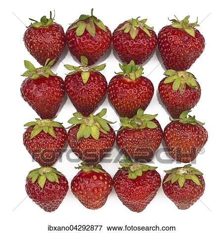 Erdbeeren (Fragaria), aufgereiht View Large Photo Image Stock Photo - Erdbeeren (Fragaria), aufgereiht. Fotosearch