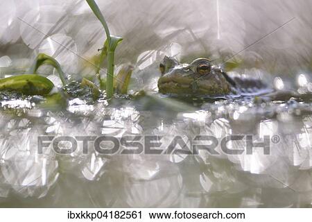 Erdkrote (Bufo bufo) in einem kleinen Waldteich zur Laichzeit, Erfurt, Thuringen, Deutschland, Europa View Large Photo Image Stock Image - Erdkrote (Bufo bufo) in einem kleinen Waldteich zur Laichzeit, Erfurt, Thuringen, Deutschland, Europa. Fotosearch