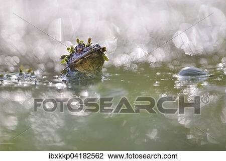 Erdkrote (Bufo bufo) in einem kleinen Waldteich zur Laichzeit, Erfurt, Thuringen, Deutschland, Europa View Large Photo Image Stock Image - Erdkrote (Bufo bufo) in einem kleinen Waldteich zur Laichzeit, Erfurt, Thuringen, Deutschland, Europa. Fotosearch