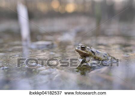 Erdkrote (Bufo bufo) in einem kleinen Waldteich zur Laichzeit, Erfurt, Thuringen, Deutschland, Europa View Large Photo Image Stock Photo - Erdkrote (Bufo bufo) in einem kleinen Waldteich zur Laichzeit, Erfurt, Thuringen, Deutschland, Europa. Fotosearch