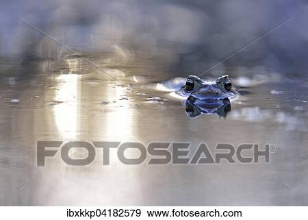 Erdkrote (Bufo bufo) in einem kleinen Waldteich zur Laichzeit, Erfurt, Thuringen, Deutschland, Europa View Large Photo Image Stock Photo - Erdkrote (Bufo bufo) in einem kleinen Waldteich zur Laichzeit, Erfurt, Thuringen, Deutschland, Europa. Fotosearch