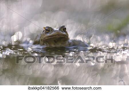 Erdkrote (Bufo bufo) in einem kleinen Waldteich zur Laichzeit, Erfurt, Thuringen, Deutschland, Europa View Large Photo Image Stock Photograph - Erdkrote (Bufo bufo) in einem kleinen Waldteich zur Laichzeit, Erfurt, Thuringen, Deutschland, Europa. Fotosearch