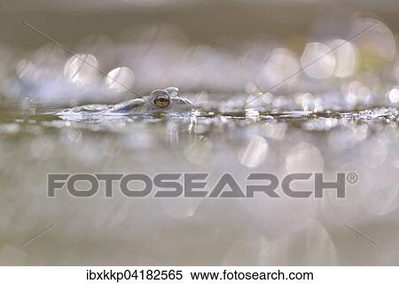 Erdkrote (Bufo bufo) in einem kleinen Waldteich zur Laichzeit, Erfurt, Thuringen, Deutschland, Europa View Large Photo Image Stock Photography - Erdkrote (Bufo bufo) in einem kleinen Waldteich zur Laichzeit, Erfurt, Thuringen, Deutschland, Europa. Fotosearch