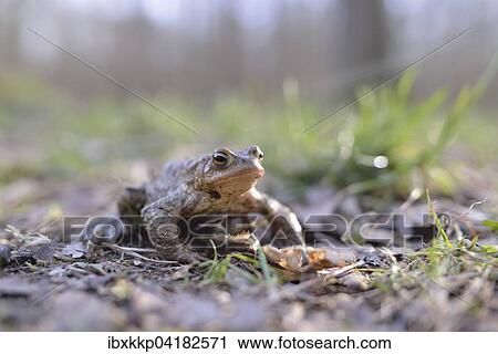 Erdkrote (Bufo bufo) zur Laichzeit, Erfurt, Thuringen, Deutschland, Europa View Large Photo Image Stock Image - Erdkrote (Bufo bufo) zur Laichzeit, Erfurt, Thuringen, Deutschland, Europa. Fotosearch