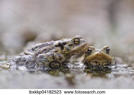 Erdkroten (Bufo bufo) in einem kleinen Waldteich zur Laichzeit, Erfurt, Thuringen, Deutschland, Europa View Large Photo Image Stock Image - Erdkroten (Bufo bufo) in einem kleinen Waldteich zur Laichzeit, Erfurt, Thuringen, Deutschland, Europa. Fotosearch