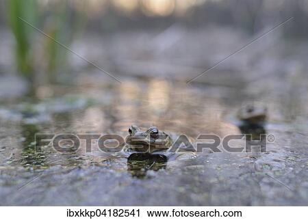 Erdkroten (Bufo bufo) in einem kleinen Waldteich zur Laichzeit, Erfurt, Thuringen, Deutschland, Europa View Large Photo Image Stock Image - Erdkroten (Bufo bufo) in einem kleinen Waldteich zur Laichzeit, Erfurt, Thuringen, Deutschland, Europa. Fotosearch