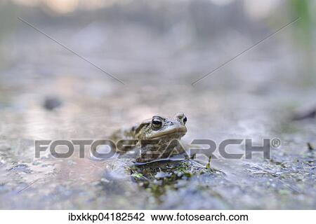 Stock Image - Erdkroten (Bufo bufo) in einem kleinen Waldteich zur Laichzeit, Erfurt, Thuringen, Deutschland, Europa. Fotosearch