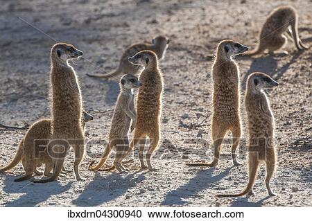 Erdmannchen (Suricata suricatta) halten Ausschau, Kgalagadi Transfrontier Park, Nordkap Provinz, Sudafrika View Large Photo Image Stock Image - Erdmannchen (Suricata suricatta) halten Ausschau, Kgalagadi Transfrontier Park, Nordkap Provinz, Sudafrika. Fotosearch
