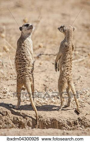 Erdmannchen (Suricata suricatta) halten Ausschau, Kgalagadi Transfrontier Park, Nordkap Provinz, Sudafrika View Large Photo Image Stock Photograph - Erdmannchen (Suricata suricatta) halten Ausschau, Kgalagadi Transfrontier Park, Nordkap Provinz, Sudafrika. Fotosearch