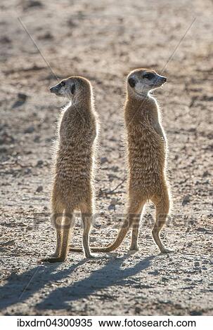 Stock Photography - Erdmannchen (Suricata suricatta) halten Ausschau, Kgalagadi Transfrontier Park, Nordkap Provinz, Sudafrika. Fotosearch