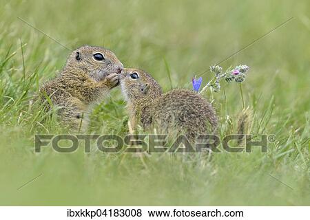 Europaische Ziesel (Spermophilus citellus), Jungtiere beim Spielen, Louny, Tschechien, Europa View Large Photo Image Stock Photo - Europaische Ziesel (Spermophilus citellus), Jungtiere beim Spielen, Louny, Tschechien, Europa. Fotosearch