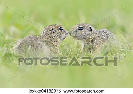 Europaische Ziesel (Spermophilus citellus), Jungtiere beim Spielen, Louny, Tschechien, Europa View Large Photo Image Stock Photography - Europaische Ziesel (Spermophilus citellus), Jungtiere beim Spielen, Louny, Tschechien, Europa. Fotosearch