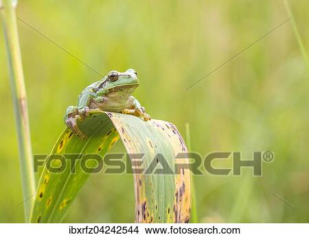 Europaischer Laubfrosch (Hyla arborea), Tirol, Osterreich, Europa View Large Photo Image Picture - Europaischer Laubfrosch (Hyla arborea), Tirol, Osterreich, Europa. Fotosearch