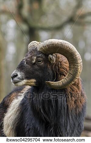 Europaischer Mufflon (Ovis orientalis musimon), Tierportrait, Vulkaneifel, Eifel, Rheinland-Pfalz, Deutschland, Europa View Large Photo Image Picture - Europaischer Mufflon (Ovis orientalis musimon), Tierportrait, Vulkaneifel, Eifel, Rheinland-Pfalz, Deutschland, Europa. Fotosearch