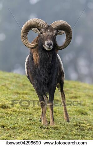 Europaischer Mufflon (Ovis orientalis musimon), Vulkaneifel, Eifel, Rheinland-Pfalz, Deutschland, Europa View Large Photo Image Stock Image - Europaischer Mufflon (Ovis orientalis musimon), Vulkaneifel, Eifel, Rheinland-Pfalz, Deutschland, Europa. Fotosearch