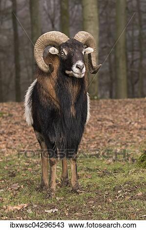 Europaischer Mufflon (Ovis orientalis musimon), Vulkaneifel, Eifel, Rheinland-Pfalz, Deutschland, Europa View Large Photo Image Stock Image - Europaischer Mufflon (Ovis orientalis musimon), Vulkaneifel, Eifel, Rheinland-Pfalz, Deutschland, Europa. Fotosearch