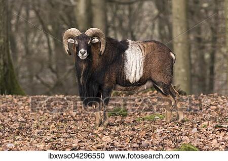 Stock Image - Europaischer Mufflon (Ovis orientalis musimon), Vulkaneifel, Eifel, Rheinland-Pfalz, Deutschland, Europa. Fotosearch