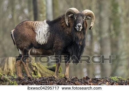 Stock Photo - Europaischer Mufflon (Ovis orientalis musimon), Vulkaneifel, Eifel, Rheinland-Pfalz, Deutschland, Europa. Fotosearch
