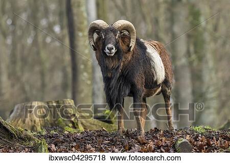 Europaischer Mufflon (Ovis orientalis musimon), Vulkaneifel, Eifel, Rheinland-Pfalz, Deutschland, Europa View Large Photo Image Stock Photo - Europaischer Mufflon (Ovis orientalis musimon), Vulkaneifel, Eifel, Rheinland-Pfalz, Deutschland, Europa. Fotosearch