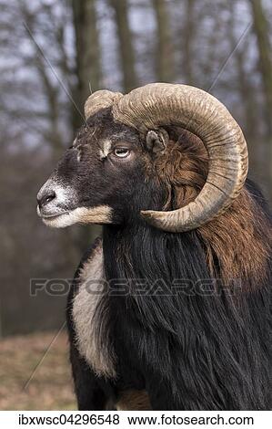 Europaischer Mufflon (Ovis orientalis musimon), Tierportrait, Vulkaneifel, Eifel, Rheinland-Pfalz, Deutschland, Europa View Large Photo Image Stock Photo - Europaischer Mufflon (Ovis orientalis musimon), Tierportrait, Vulkaneifel, Eifel, Rheinland-Pfalz, Deutschland, Europa. Fotosearch