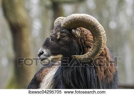 Europaischer Mufflon (Ovis orientalis musimon), Tierportrait, Vulkaneifel, Eifel, Rheinland-Pfalz, Deutschland, Europa View Large Photo Image Stock Photography - Europaischer Mufflon (Ovis orientalis musimon), Tierportrait, Vulkaneifel, Eifel, Rheinland-Pfalz, Deutschland, Europa. Fotosearch