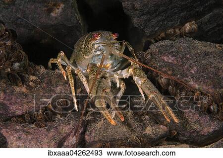 Europaischer Sumpfkrebs, auch Galizischer Sumpfkrebs (Astacus leptodactylus), Aleksandrovskiy Granitsteinbruch, Ukraine, Europa View Large Photo Image Stock Image - Europaischer Sumpfkrebs, auch Galizischer Sumpfkrebs (Astacus leptodactylus), Aleksandrovskiy Granitsteinbruch, Ukraine, Europa. Fotosearch