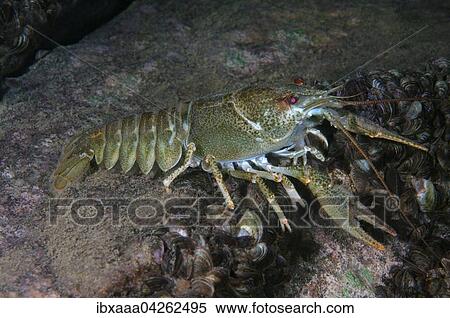 Europaischer Sumpfkrebs, auch Galizischer Sumpfkrebs (Astacus leptodactylus), Aleksandrovskiy Granitsteinbruch, Ukraine, Europa View Large Photo Image Stock Photography - Europaischer Sumpfkrebs, auch Galizischer Sumpfkrebs (Astacus leptodactylus), Aleksandrovskiy Granitsteinbruch, Ukraine, Europa. Fotosearch