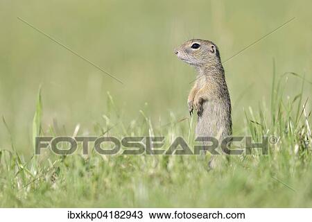 Europaisches Ziesel (Spermophilus citellus) Jungtier halt aufmerksam Ausschau, Louny, Tschechien, Europa View Large Photo Image Stock Image - Europaisches Ziesel (Spermophilus citellus) Jungtier halt aufmerksam Ausschau, Louny, Tschechien, Europa. Fotosearch