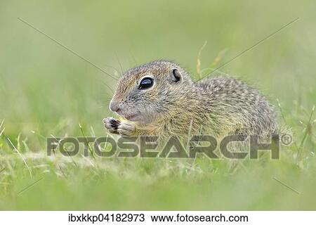 Europaisches Ziesel (Spermophilus citellus) Jungtier, Louny, Tschechien, Europa View Large Photo Image Stock Image - Europaisches Ziesel (Spermophilus citellus) Jungtier, Louny, Tschechien, Europa. Fotosearch