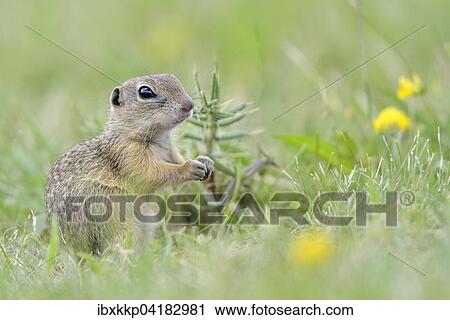 Stock Image - Europaisches Ziesel (Spermophilus citellus) Jungtier, Louny, Tschechien, Europa. Fotosearch