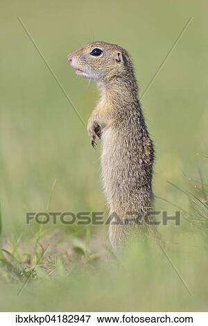 Europaisches Ziesel (Spermophilus citellus) Jungtier halt aufmerksam Ausschau, Louny, Tschechien, Europa View Large Photo Image Stock Photo - Europaisches Ziesel (Spermophilus citellus) Jungtier halt aufmerksam Ausschau, Louny, Tschechien, Europa. Fotosearch