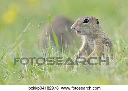 Europaisches Ziesel (Spermophilus citellus) Jungtier, Louny, Tschechien, Europa View Large Photo Image Stock Photo - Europaisches Ziesel (Spermophilus citellus) Jungtier, Louny, Tschechien, Europa. Fotosearch