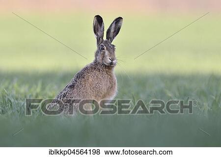 European hare (Lepus europaeus) sits in fresh wheat, Saxony-Anhalt, Germany, Europe View Large Photo Image Stock Photo - European hare (Lepus europaeus) sits in fresh wheat, Saxony-Anhalt, Germany, Europe. Fotosearch