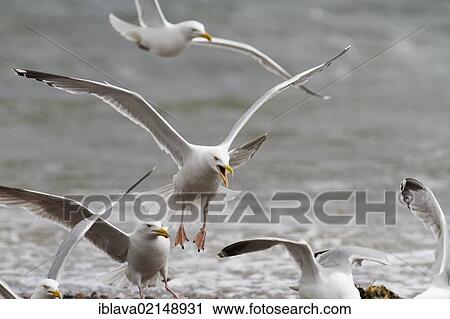 European herring gulls (Larus argentatus) fighting over bread, one of them screaming, Rosemarkie, Black Isle, Scotland, United Kingdom, Europe View Large Photo Image Stock Image - European herring gulls (Larus argentatus) fighting over bread, one of them screaming, Rosemarkie, Black Isle, Scotland, United Kingdom, Europe. Fotosearch