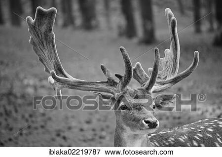 Stock Photo - Fallow deer (Dama dama), portrait, Muensterland region, North Rhine-Westphalia, Germany, Europe. Fotosearch
