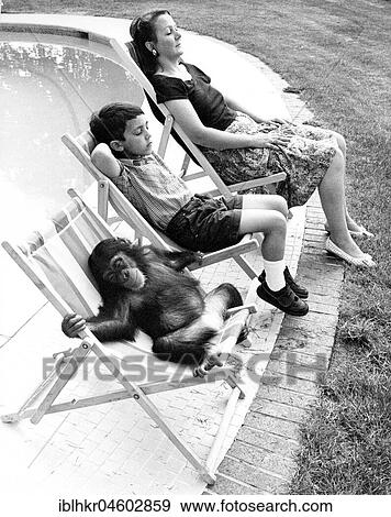 Family with chimpanzee relax at the pool, England, Great Britain View Large Photo Image Stock Photo - Family with chimpanzee relax at the pool, England, Great Britain. Fotosearch