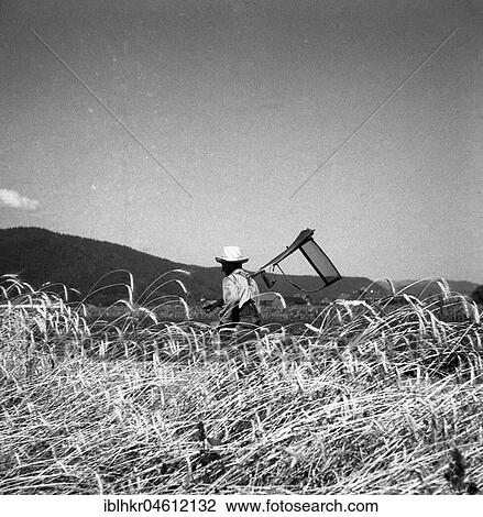 Farmer, ca. 1945 to 1955, near Freiburg, Germany, Europe View Large Photo Image Stock Image - Farmer, ca. 1945 to 1955, near Freiburg, Germany, Europe. Fotosearch