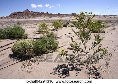 Felsen und Pflanzen in karger Landschaft, Erosionslandschaft am U. S. Highway 89, bei Cameron, Arizona, USA, Nordamerika View Large Photo Image Stock Image - Felsen und Pflanzen in karger Landschaft, Erosionslandschaft am U. S. Highway 89, bei Cameron, Arizona, USA, Nordamerika. Fotosearch