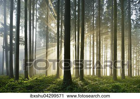 Fichtenwald mit Sonnenstrahlen im Dunst, Lindenberg, Kanton Aargau, Schweiz, Europa View Large Photo Image Stock Image - Fichtenwald mit Sonnenstrahlen im Dunst, Lindenberg, Kanton Aargau, Schweiz, Europa. Fotosearch