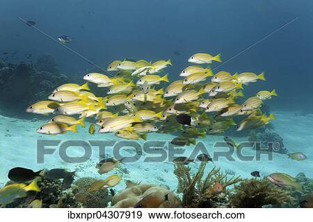 Fischschwarm, Schwarm Blaustreifen Schnapper (Lutjanus kasmira), schwimmt uber Korallenriff, Saparua Insel, Molukken, Banda See, Pazifik, Indonesien, Asien View Large Photo Image Stock Photo - Fischschwarm, Schwarm Blaustreifen Schnapper (Lutjanus kasmira), schwimmt uber Korallenriff, Saparua Insel, Molukken, Banda See, Pazifik, Indonesien, Asien. Fotosearch