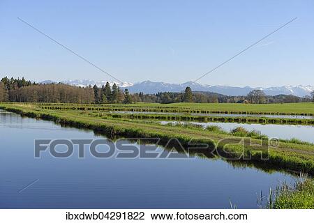 Fischweiher am Nussberger Weiher, Schmitten bei Bernried, Funfseenland, Oberbayern, Bayern, Deutschland, Europa View Large Photo Image Stock Image - Fischweiher am Nussberger Weiher, Schmitten bei Bernried, Funfseenland, Oberbayern, Bayern, Deutschland, Europa. Fotosearch