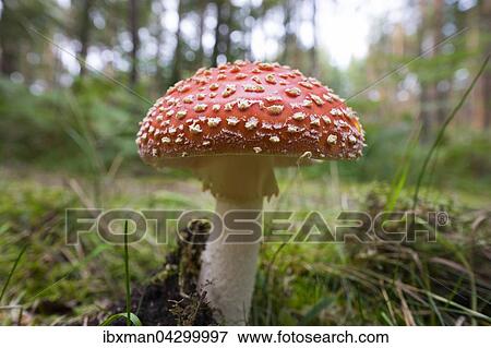 Fliegenpilz (Amanita muscaria), Darsser Wald, Darss, Fischland-Darss-Zingst, Nationalpark Vorpommersche Boddenlandschaft, Mecklenburg-Vorpommern, Deutschland, Europa View Large Photo Image Stock Photo - Fliegenpilz (Amanita muscaria), Darsser Wald, Darss, Fischland-Darss-Zingst, Nationalpark Vorpommersche Boddenlandschaft, Mecklenburg-Vorpommern, Deutschland, Europa. Fotosearch