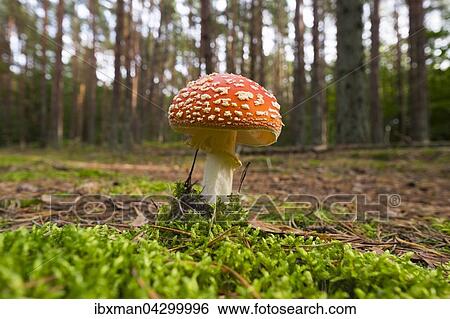 Fliegenpilz (Amanita muscaria), Darsser Wald, Darss, Fischland-Darss-Zingst, Nationalpark Vorpommersche Boddenlandschaft, Mecklenburg-Vorpommern, Deutschland, Europa View Large Photo Image Stock Photograph - Fliegenpilz (Amanita muscaria), Darsser Wald, Darss, Fischland-Darss-Zingst, Nationalpark Vorpommersche Boddenlandschaft, Mecklenburg-Vorpommern, Deutschland, Europa. Fotosearch