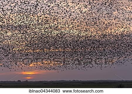 Flock of starlings (Sturnus vulgaris) in flight, murmuration, red evening sky, Denmark, Europe View Large Photo Image Stock Image - Flock of starlings (Sturnus vulgaris) in flight, murmuration, red evening sky, Denmark, Europe. Fotosearch