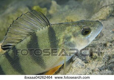 Flussbarsch (Perca fluviatilis), Aleksandrovskiy Granitsteinbruch, Ukraine, Europa View Large Photo Image Picture - Flussbarsch (Perca fluviatilis), Aleksandrovskiy Granitsteinbruch, Ukraine, Europa. Fotosearch