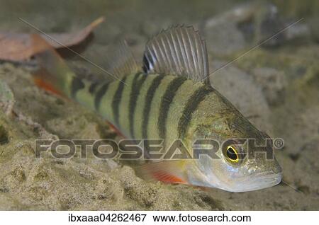 Flussbarsch (Perca fluviatilis), Aleksandrovskiy Granitsteinbruch, Ukraine, Europa View Large Photo Image Stock Photo - Flussbarsch (Perca fluviatilis), Aleksandrovskiy Granitsteinbruch, Ukraine, Europa. Fotosearch