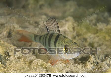 Flussbarsch (Perca fluviatilis), Aleksandrovskiy Granitsteinbruch, Ukraine, Europa View Large Photo Image Stock Photograph - Flussbarsch (Perca fluviatilis), Aleksandrovskiy Granitsteinbruch, Ukraine, Europa. Fotosearch