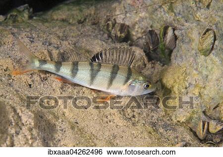 Flussbarsch (Perca fluviatilis), Aleksandrovskiy Granitsteinbruch, Ukraine, Europa View Large Photo Image Stock Photograph - Flussbarsch (Perca fluviatilis), Aleksandrovskiy Granitsteinbruch, Ukraine, Europa. Fotosearch